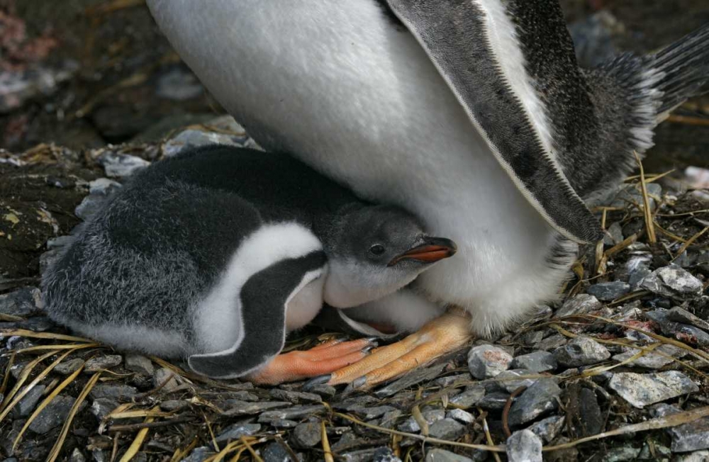 South Georgia Isl, Gold Bay Gentoo penguin chick